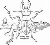 Stag Beetle Coloring Dorsal Drawings 64kb Etc Clipart Medium sketch template