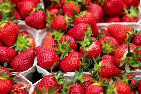 topstart  die selbstpfluecksaison der erdbeeren landvolk