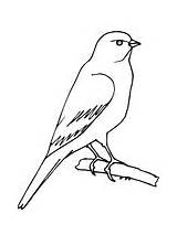 Kanarienvogel Sitzender Malvorlagen Ausmalbild sketch template