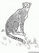 Cheetah Hunt sketch template