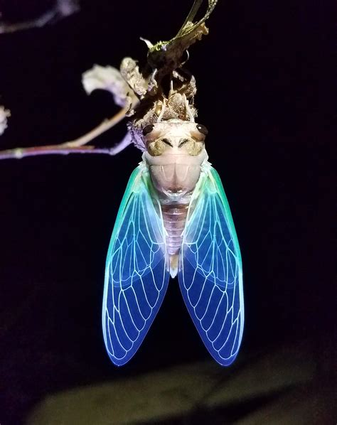 This Awesome Cicada I Found Tonight This Isn T Edited At All