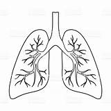 Lungs Outline Clipart Drawing Background Vector Getdrawings Clipground Isolated Organs Icon Style sketch template