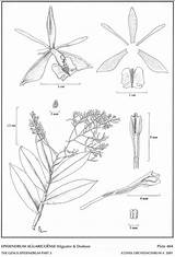 Dodson Subgroup Paniculatum Epidendrum sketch template