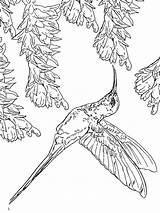 Hummingbirds Hummingbird sketch template