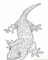 Coloring Gecko Pages Lizard Printable Monitor Template Kids Drawing Color Horned Tokay Reptile Lizards Print Getdrawings Getcolorings Popular Sheets Library sketch template