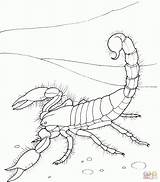Scorpion Skorpion Ausmalbild Scorpions Einfacher Ausmalbilder Coloriage Riesenkalmar Ausdrucken Kolorowanki Malvorlagen Kolorowanka Supercoloring Giant Druku Ogle Kalmar Chang Jodi Coloriages sketch template