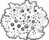 Lichens Clipart Designlooter Umbilicaria Lichen Engraving Navel Vintage sketch template