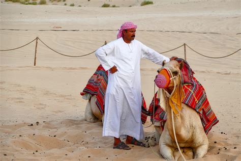 gambar  candi tradisi unta  mamalia unta arab