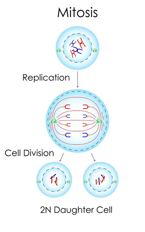 types  cell division biology wise