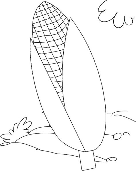 corn plant drawing  getdrawings