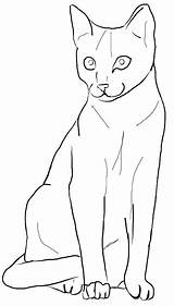 Katze Katzen Ausdrucken Dekoking Süße Zeichnung Zeichenvorlagen Zeichnungen Schoene Behavior Meanings Ausmalen sketch template