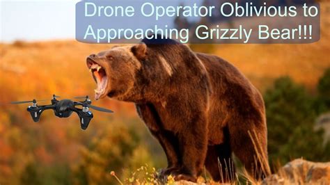 drone operator confronted   approaching grizzly bear youtube