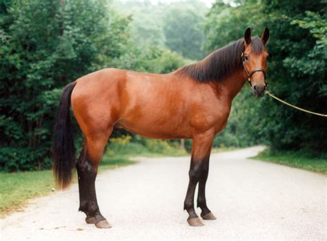 cleveland bay horse  livestock conservancy