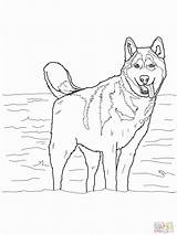 Husky Coloring Siberian Huskies Hunde Azcoloring sketch template