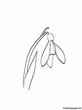 Snowdrop Template Line Flower Coloring Drawing Google Flowers Drawings Pages Tattoos Search Tattoo Embroidery Choose Board Linocut sketch template