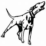 Coonhound Coon sketch template