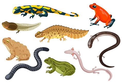 teach kids  amphibians types characteristics facts