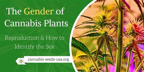 the gender of cannabis plants and reproduction how to identify the sex