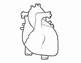 Coloring Human Heart Humano Para Colorear Cuerpo Coloringcrew Pages Molde Del Corazón Template Seleccionar Tablero Respiratorio Sistema sketch template