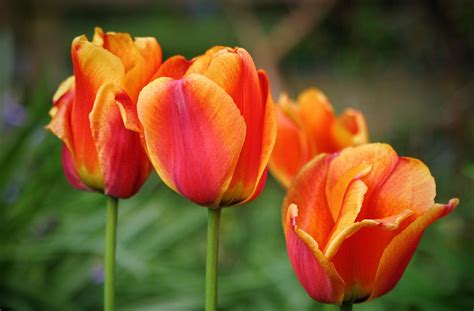 tulips flowers buds wallpaper hd flowers  wallpapers images