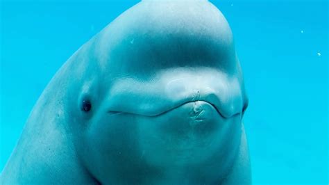 beluga whales eat beluga whale diet facts sciquest