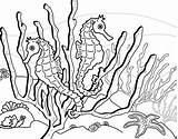 Coloring Seahorse Pages Printable Seaweed Horse Around Ocean Kids Print Color Everfreecoloring Google sketch template