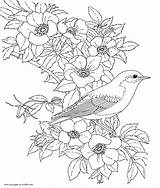 Coloring Pages Bird Adults Flowers Printable Print Birds Adult Look Other Books sketch template