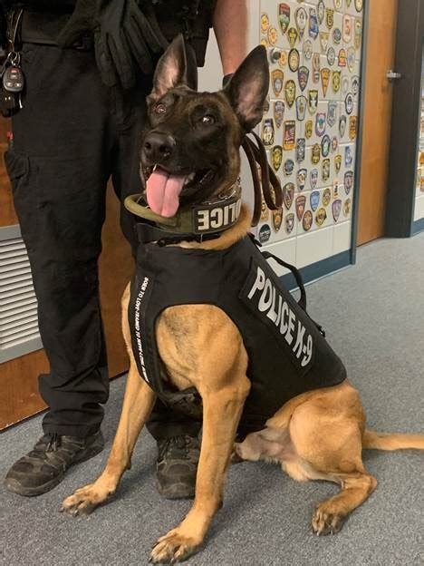 Conyers Police Departments K9 Wick Receives Donation Of Body Armor