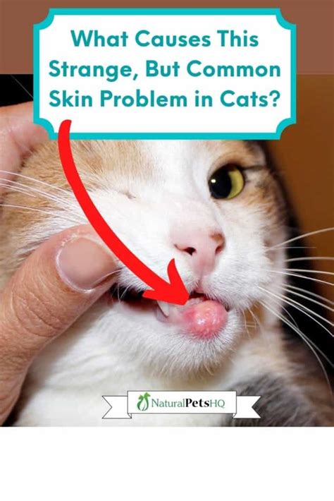 Vet Advice 9 Surprising Reasons Your Cats Lip Is Swollen Nphq