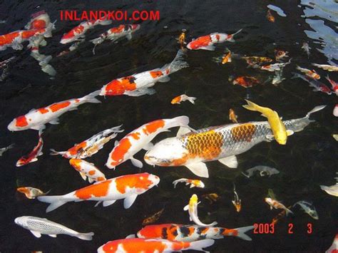 amaze pics vids koi fish  japanese carp colourful