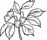 Coloring Strawberry Strawberries Pages Printable Branch Categories Clipart sketch template