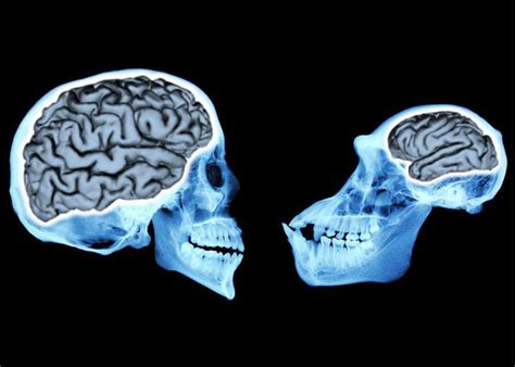 human brain size evolved gradually   million years