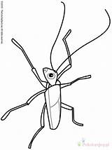 Insekten Owady Kolorowanki Robaki Grasshopper Insetti Insect Dzieci Malvorlage Kategorien sketch template