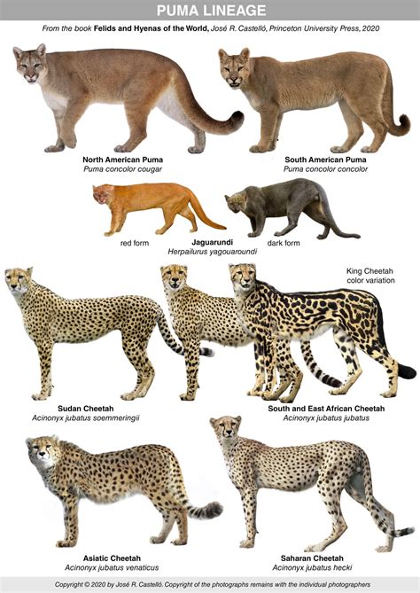 cheetah kids fast facts