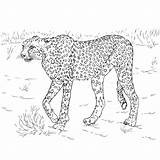Cheetah Jachtluipaard Katachtigen Ookwel Genoemd sketch template