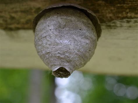 Doctors Are Warning Women To Not Stick Wasp Nests In Their Privates