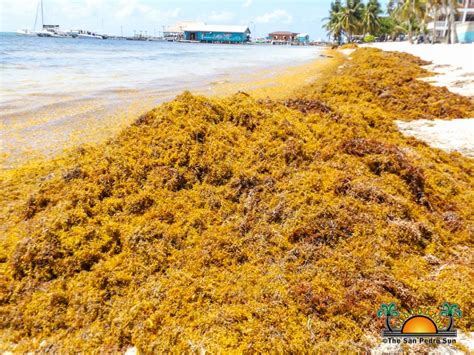 sargassum continues  plague  caribbean including belize tourism