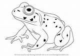Bullfrog Draw American Step Drawing Amphibians Animals Tutorials Drawingtutorials101 sketch template