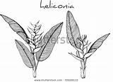 Heliconia sketch template