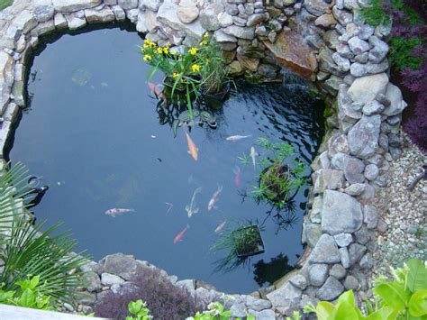 koi pond