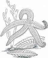 Coloring Ocean Pages Plants Sea Printable Marine Life Adults Animals Underwater Kids Adult Desert Color Floor Drawing Colouring Starfish Sheets sketch template