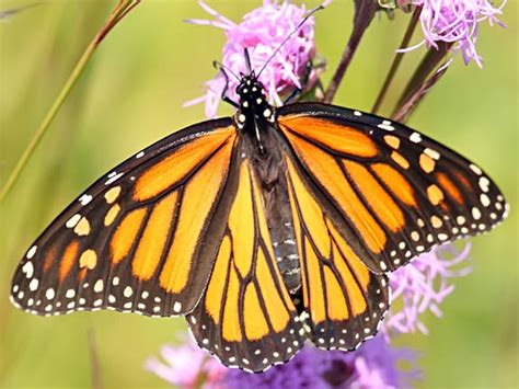ecobirder monarch