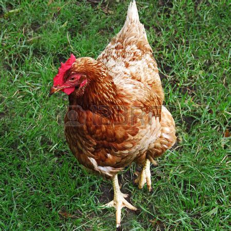 golden rooster stock photo rooster farm animals animals