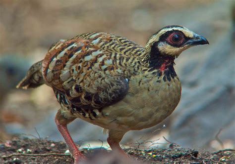 white cheeked partridge birds pictures