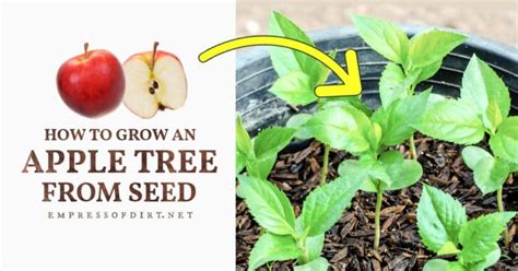 grow  apple tree  seed easy tutorial