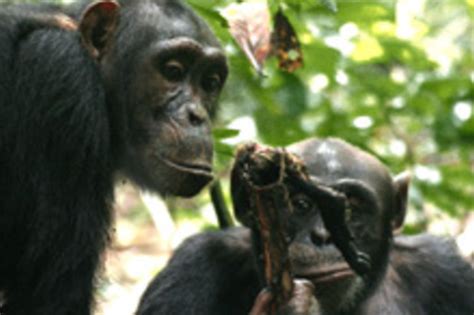 Male Chimpanzees Share Meat In Return For Sex Discover Magazine