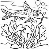 Coloring Pages Seaweed Catfish Fish Cage Bird Cmyk Basic Cliparts Via Getcolorings Juvenile sketch template