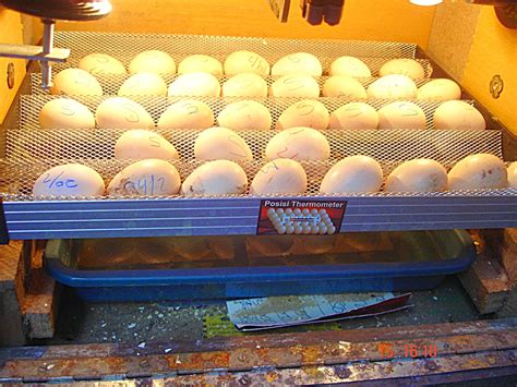 ayam banyuwangi  menetaskan telur ayam kampung