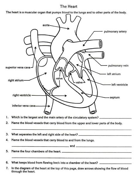 circulatory system biology worksheet heart diagram human body
