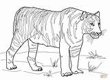 Tiger Coloring Pages Tooth Printable Tigers Saber Color Bengal Duck Colouring Realistic Outline Sabre Drawing Version Book Print Kids Click sketch template